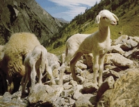 La realtà economica a Sambuco